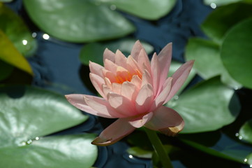 Fototapeta premium Water lily growing on the pond