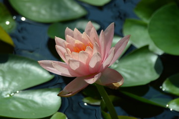 Water lily growing on the pond