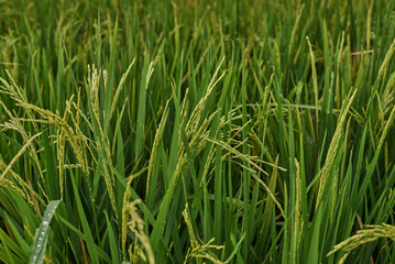 Agriculture. Harvesting time. Farm, paddy field. Rice spikes in a golden rural area. Well ripened crop. Mature harvest. Ripening field, close up, selective focus. Lush gold fields of the countryside.