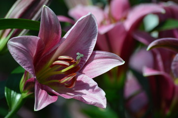 Lily blooming in the garden