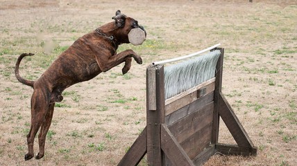 gestromter Boxer beim Apportieren über eine Hürde