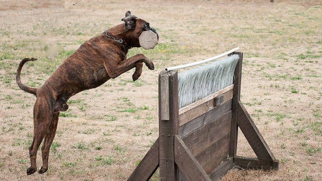 gestromter Boxer beim Apportieren &uuml;ber eine H&uuml;rde