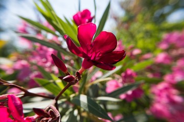 Red Nerium Oleander flower and buds blossoming on a summer day.