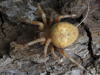 Cross spider (Araneus diadematus)