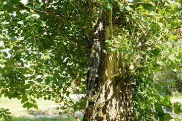 Umbrella hanging on the tree. Slovakia