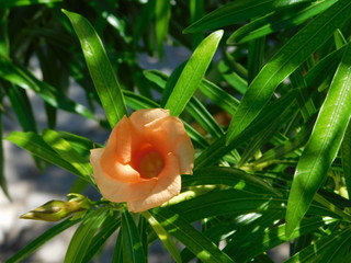  Yellow oleander or cascabela thevetia, orange flower in Glyfada, Greece