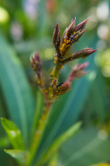 Closeup of sick Nerium Oleander flower buds.