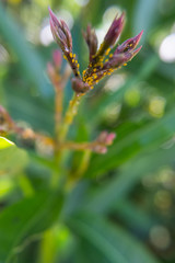 Nerium Oleander flower buds with aphids.