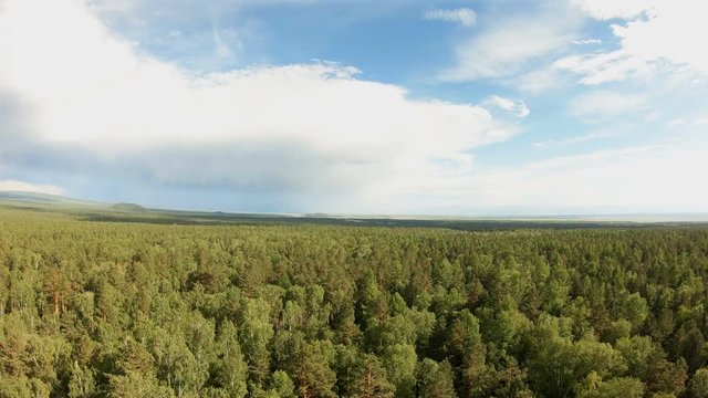Aerial shot of a mixed forest. Bird's eye view