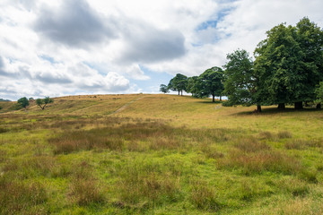 Landscape in Lyme Park estate