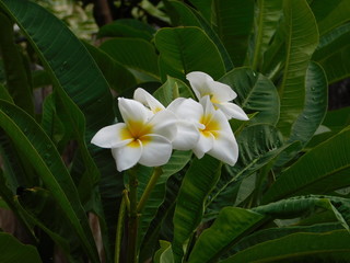 Plumeria or frangipani, white and yellow flowers