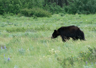 Just a Little Black Grizzly 