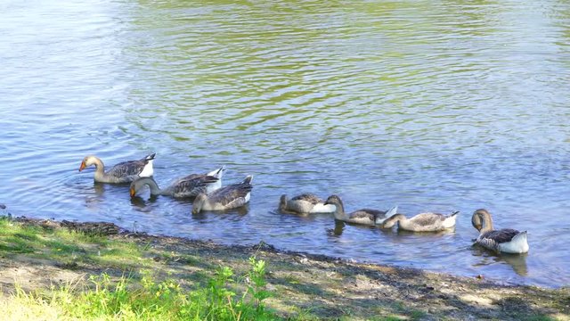 Group of geese swimming in river happily and eating water plants. Real time 4k video footage.