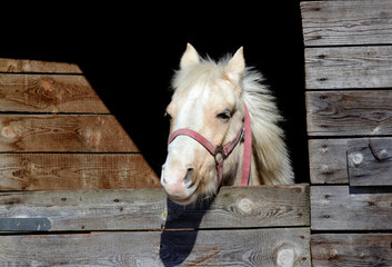 horse head in the stable