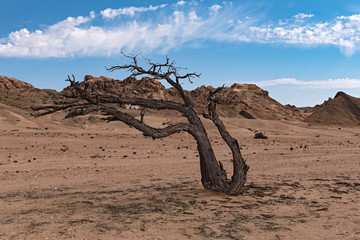 Dead tree in the dry Swakop River, Namibia
