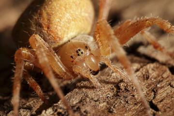Cross spider (Araneus diadematus)