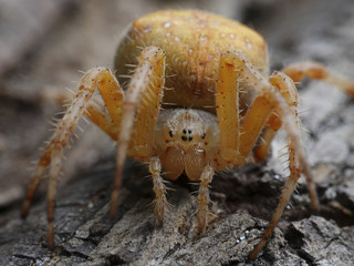 Cross spider (Araneus diadematus)