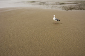 Seagull at Canon Beach, Oregon