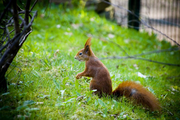 Eichhörnchen