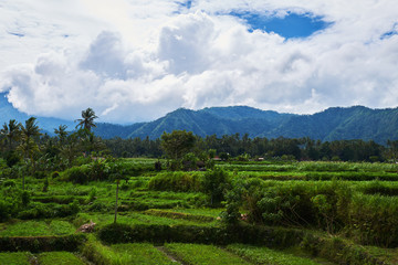 Fototapeta na wymiar Rice terraces in the Bali Indonesia. Green rice fields terraces on the mountain. Rice cultivation. Balinese landscapes. Rice farming on mountains. Concept of travel.