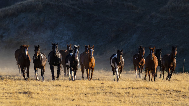540 BEST Stampede Horses IMAGES, STOCK PHOTOS &amp; VECTORS | Adobe Stock