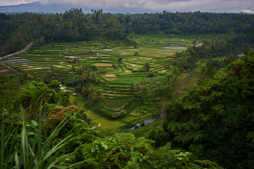 Landscape, terraced rice field surrounded by tropical forest. Plantation, farm. An organic asian farm and agriculture. Lush green  fields of the countryside. Nature and landscape.