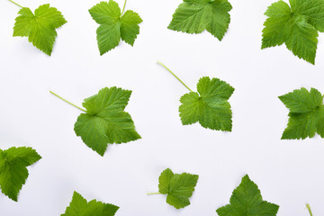 Green leaves on white background