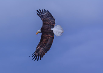 bald eagle in flight