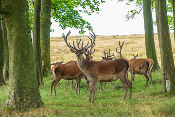Naklejka na ściany i meble Red Deer in Lyme Park, Peak District in Cheshire, UK
