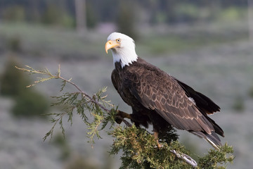bald eagle