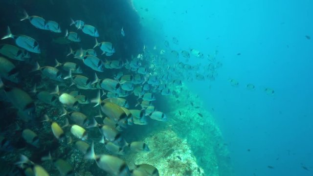 Fish shoal of common two-banded sea bream, Diplodus vulgaris, underwater in the Mediterranean sea, marine reserve of Cerbere Banyuls, Pyrenees-Orientales, Roussillon, France
