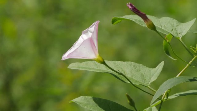 White Convolvulus Arvensis Flower