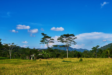 Fototapeta na wymiar Beautiful landscape view of the yellow rice terraces on the blue sky background. Cultivation and prepare the harvest. Farmlands, village, fields with crops, agricultural land of farmers.