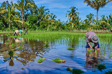 Asian farmers transplant rice seedlings in a paddy field. Working in farming with the removal of green seedlings to be planted in rice fields. View of the countryside on the blue sky background.