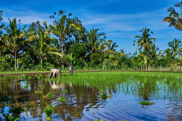 Obraz premium Farmers are planting rice in the fields in the rainy season. Rice seedlings were soaked with water to be prepared for planting. Rural work in field. View of the countryside on the blue sky background