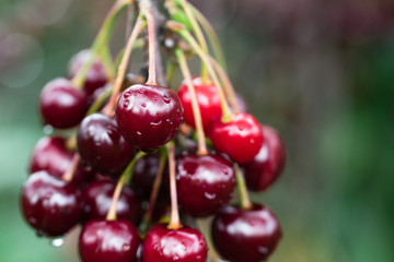 cherries on the tree