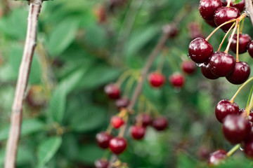 cherries on the tree