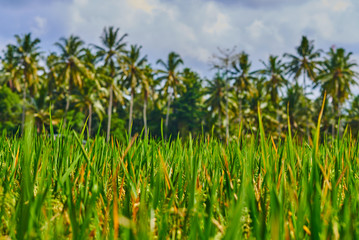 Colorful rice field landscape on the blurred tropical trees background. Picturesque and gorgeous rural scene on Bali island, Indonesia. Beauty world. Natural background.