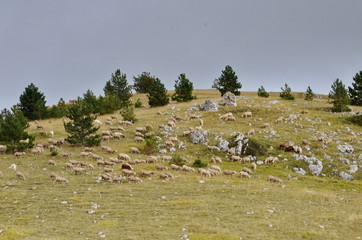 Sheep grazing in Gran Sasso National Park in Abruzzo, Italy