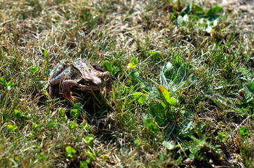  Wet frog sitting on the grass.