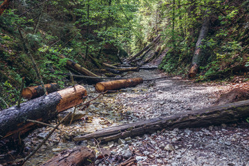 Brook canyon of the Sucha Bela hiking trail in park called Slovak Paradise, Slovakia