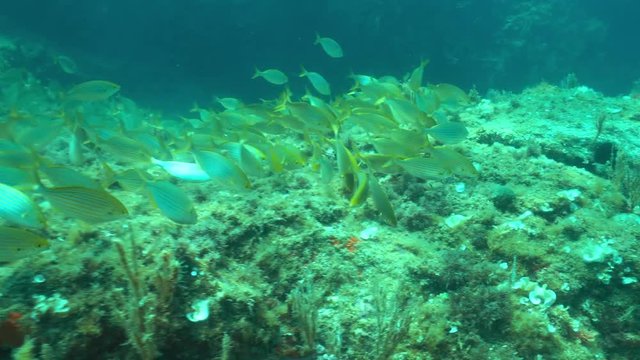 A school of fish (dreamfish Sarpa salpa) feeding on algae on rock underwater in the Mediterranean sea, Pyrenees-Orientales, Roussillon, France
