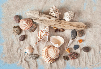 Sandy background with sea treasures. Sandy beach. Sunny holiday time.