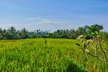 Obraz premium Сlose up of yellow green rice field. Autumn rice field of good harvest. Agriculture. Harvesting time. Farm, paddy field. Mature harvest. Lush gold fields of the countryside. Organic food. Toned.