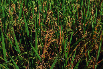 Fototapeta premium Agriculture. Harvesting time. Farm, paddy field. Rice spikes in a golden rural area. Well ripened crop. Mature harvest. Ripening field, close up, selective focus. Lush gold fields of the countryside.
