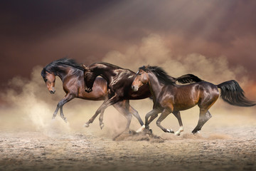 Herd of horses run forward on the sand in the dust on evening sky and dust background