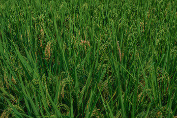 Fototapeta na wymiar Agriculture. Harvesting time. Farm, paddy field. Rice spikes in a golden rural area. Well ripened crop. Mature harvest. Ripening field, close up, selective focus. Lush gold fields of the countryside.