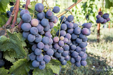 Black grapes vineyard (Turkey Izmir Kavacik grapes vineyards)