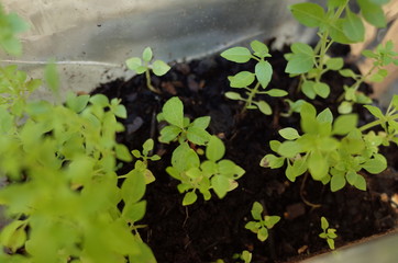 Basilique fines feuilles