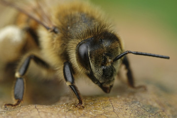 European honey bee (Apis mellifera)
